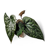 Anthurium papillilaminum x luxurians Zimmerpflanze im Anzuchttopf vor weißem Hintergrund, Produktfoto 3.