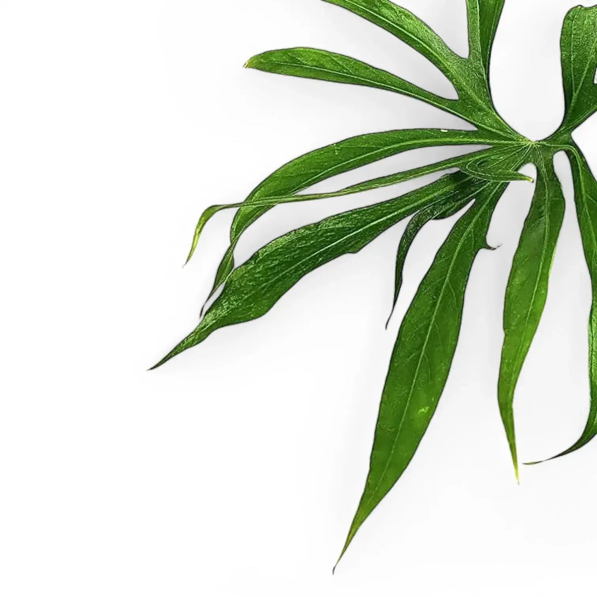 anthurium fingers plant Anthurium pedatoradiatum 'Fingers' – Deeply Divided Strap Leaves