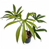 caring for an anthurium pedatoradiatum Anthurium pedatoradiatum 'Fingers' – Deeply Divided Strap Leaves