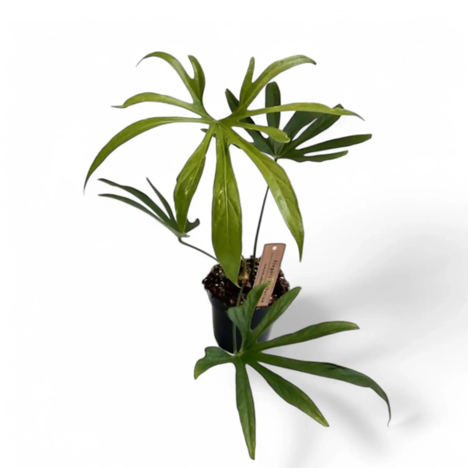 Anthurium pedatoradiatum ('Fingers') potted plant in nursery pot on white background.