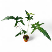 Anthurium pedatum – Wildly Lobed Upright Species