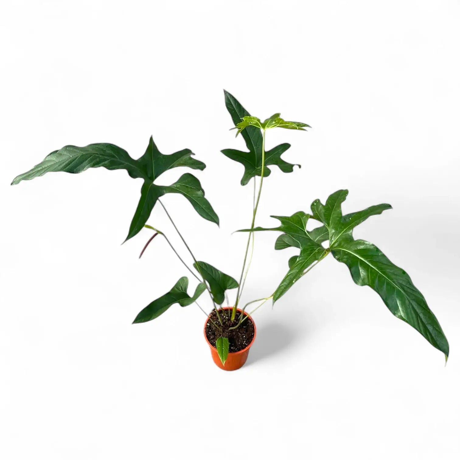 Anthurium pedatum potted plant in nursery pot on white background.