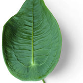 Anthurium peltigerum – Blattdetail vor weißem Hintergrund..