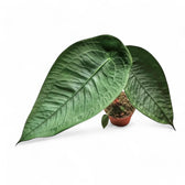 Anthurium peltigerum – Topfpflanze im Kulturtopf vor weißem Hintergrund, Produktfoto 11.