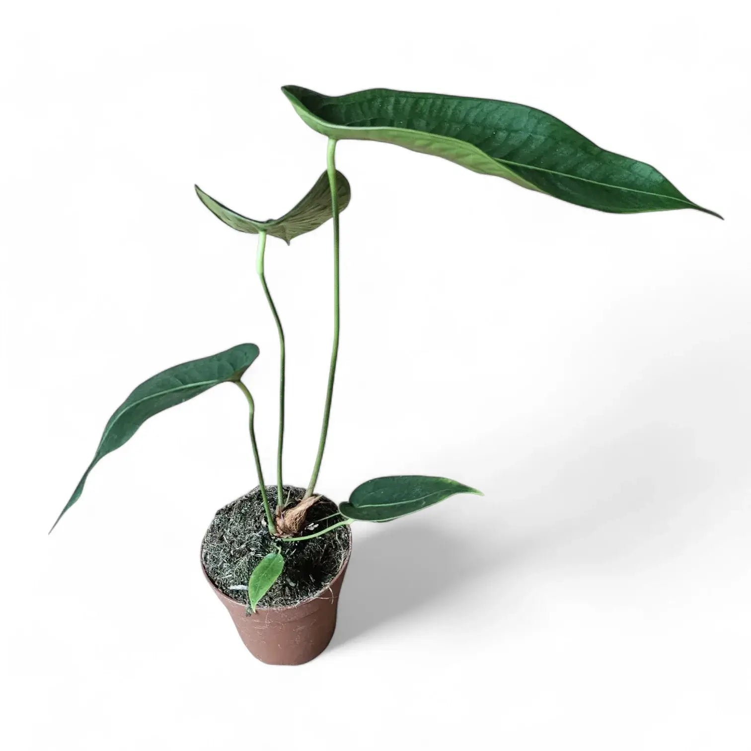 Anthurium peltigerum – Topfpflanze im Kulturtopf vor weißem Hintergrund, Produktfoto 14.