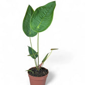 Anthurium peltigerum – Topfpflanze im Kulturtopf vor weißem Hintergrund, Produktfoto 5.