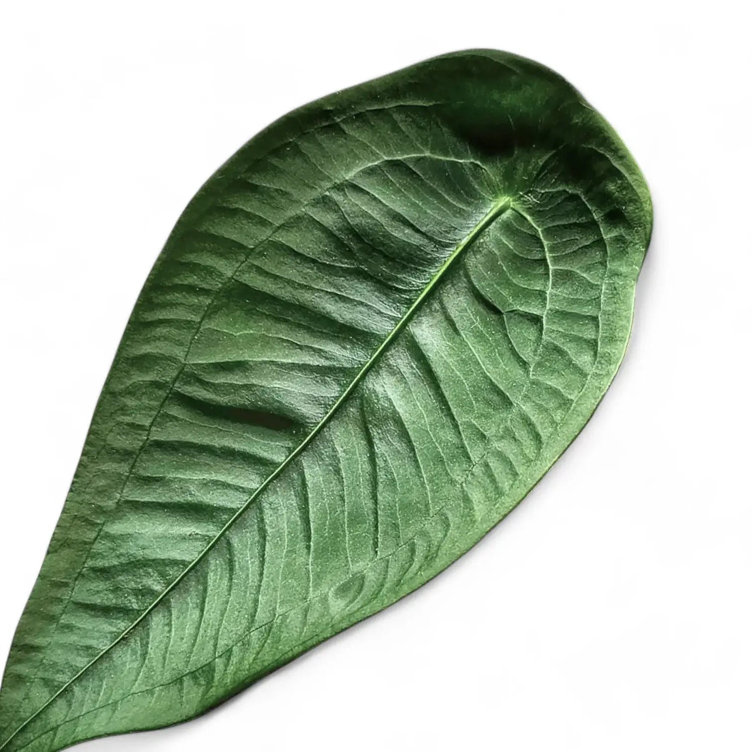 Anthurium peltigerum – Topfpflanze im Kulturtopf vor weißem Hintergrund, Produktfoto 7.