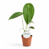 Anthurium peltigerum – Topfpflanze im Kulturtopf vor weißem Hintergrund, Produktfoto 9.