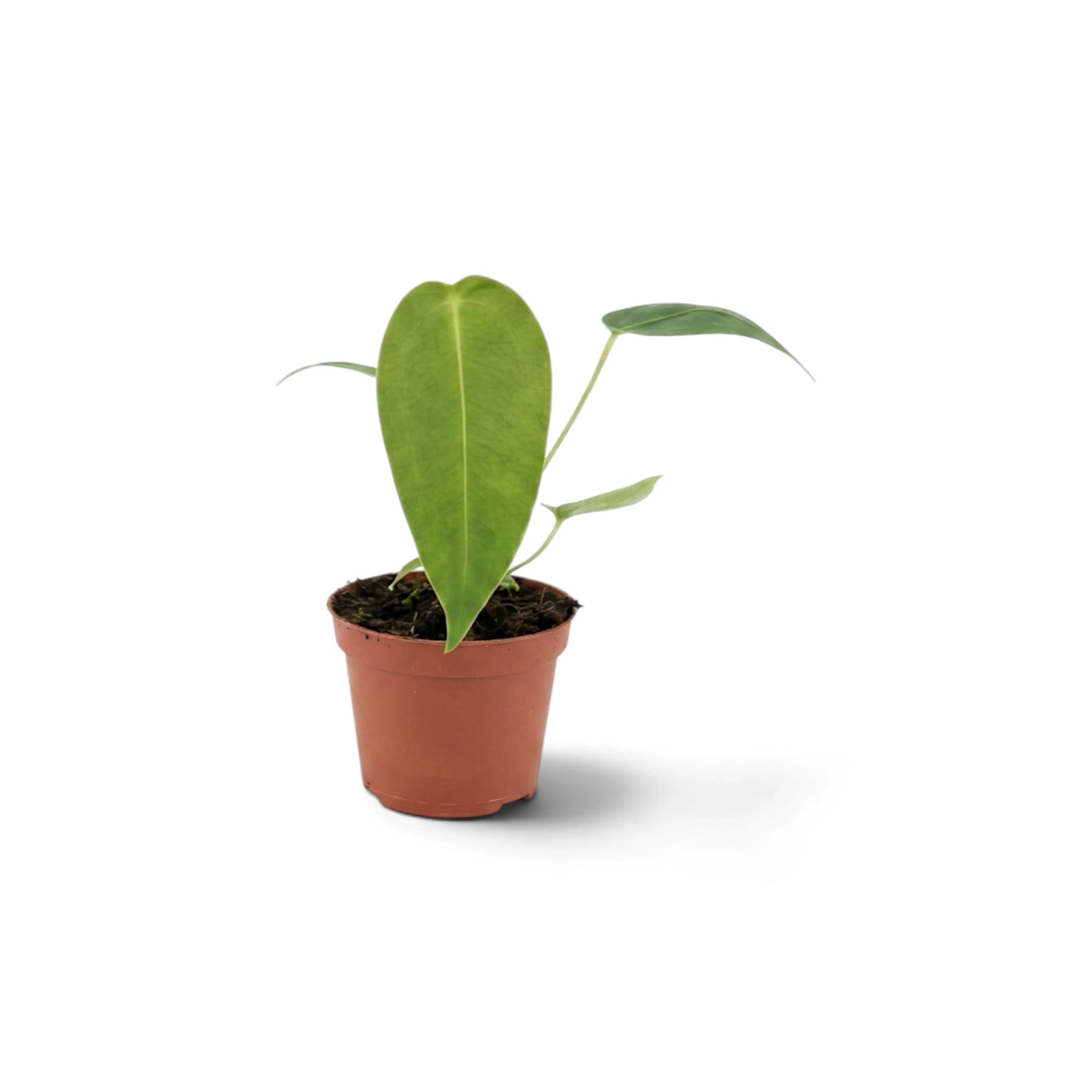 Front view of baby Anthurium peltigerum with one broad leaf