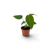 Baby Anthurium peltigerum with three green leaves in a terracotta pot