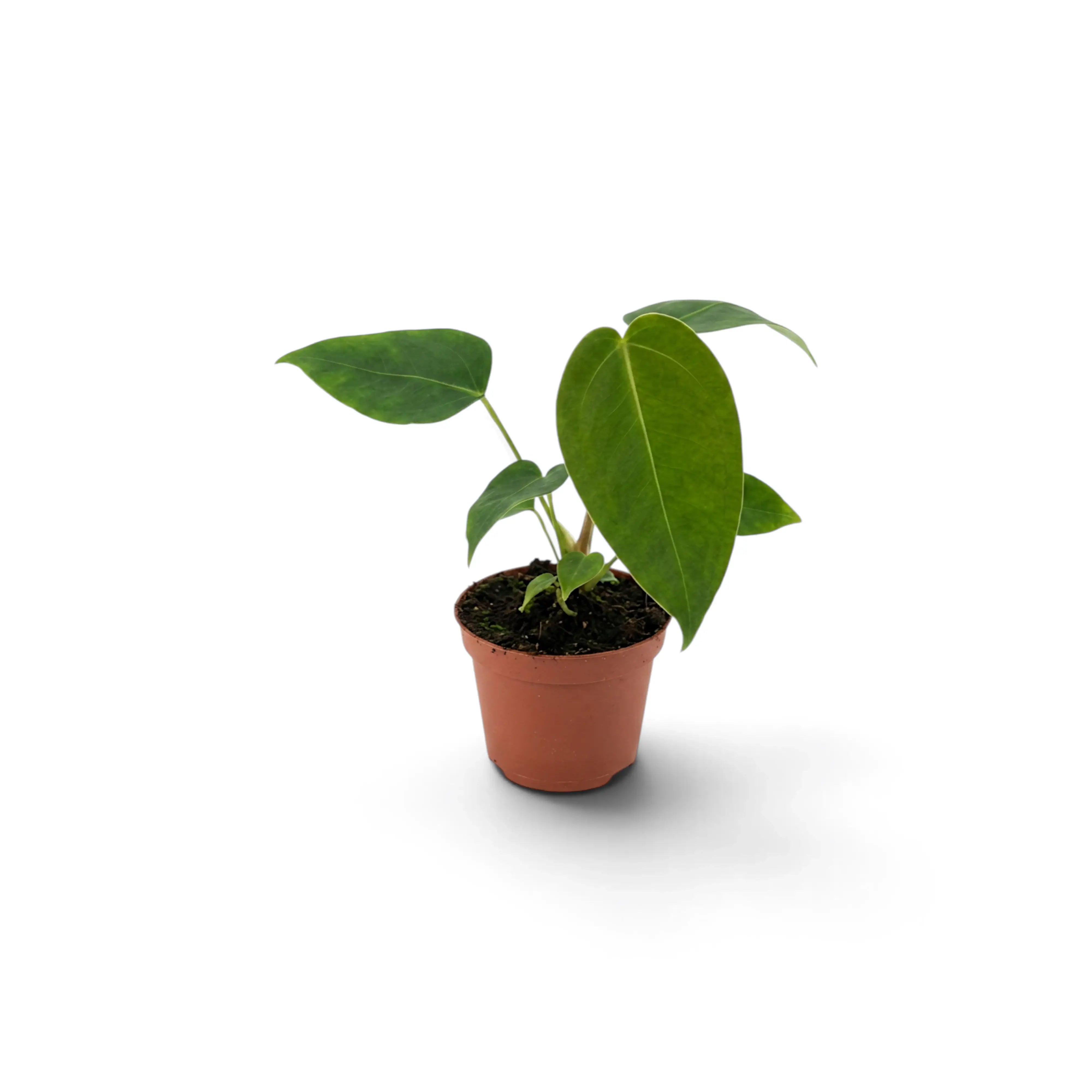 Baby Anthurium peltigerum with three green leaves in a terracotta pot