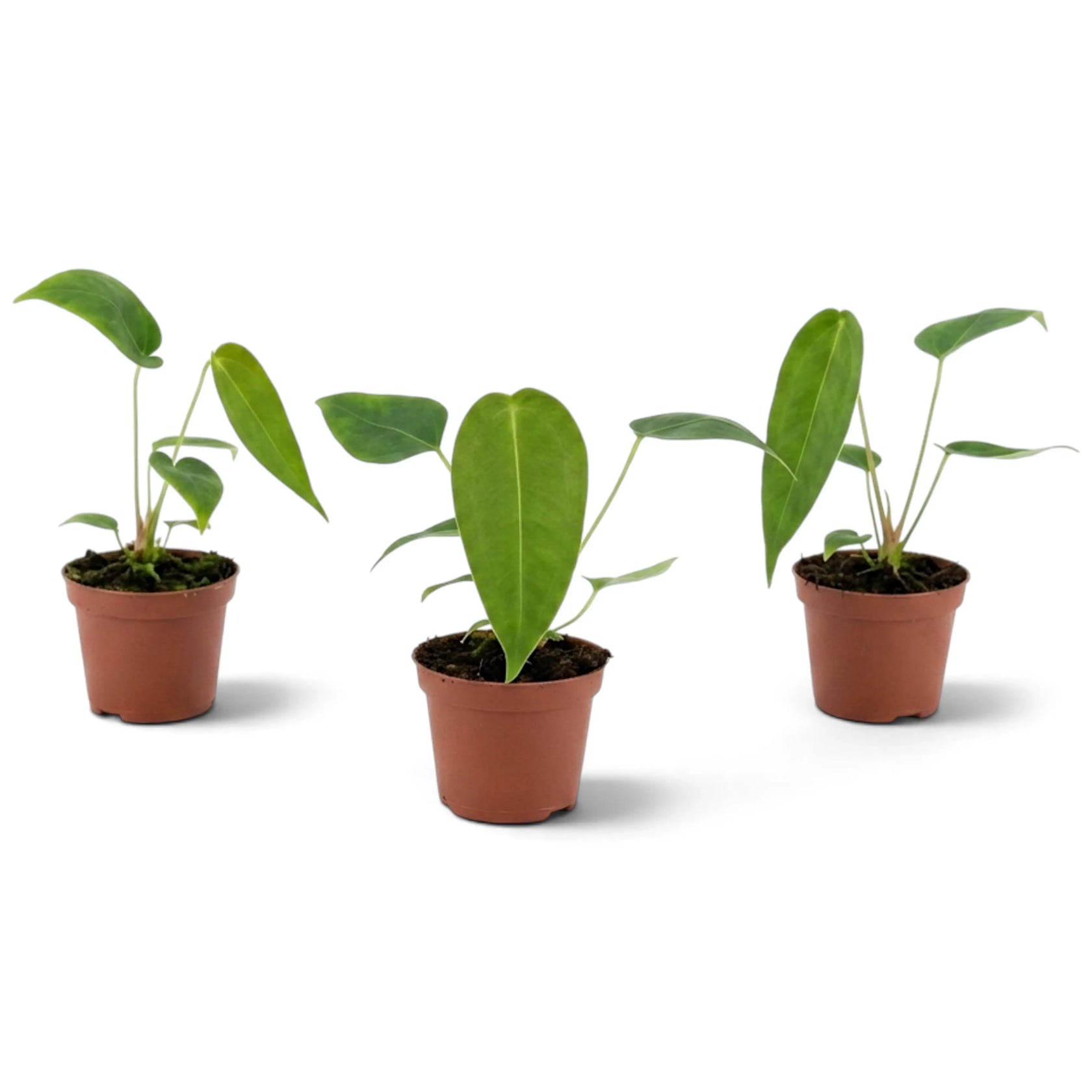 Three young Anthurium peltigerum plants showing varied leaf sizes