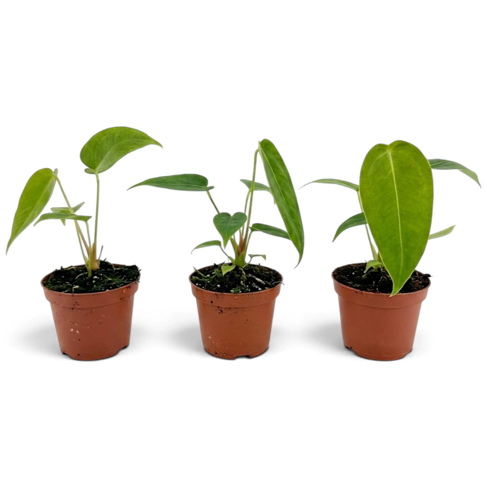 Line-up of three baby Anthurium peltigerum plants