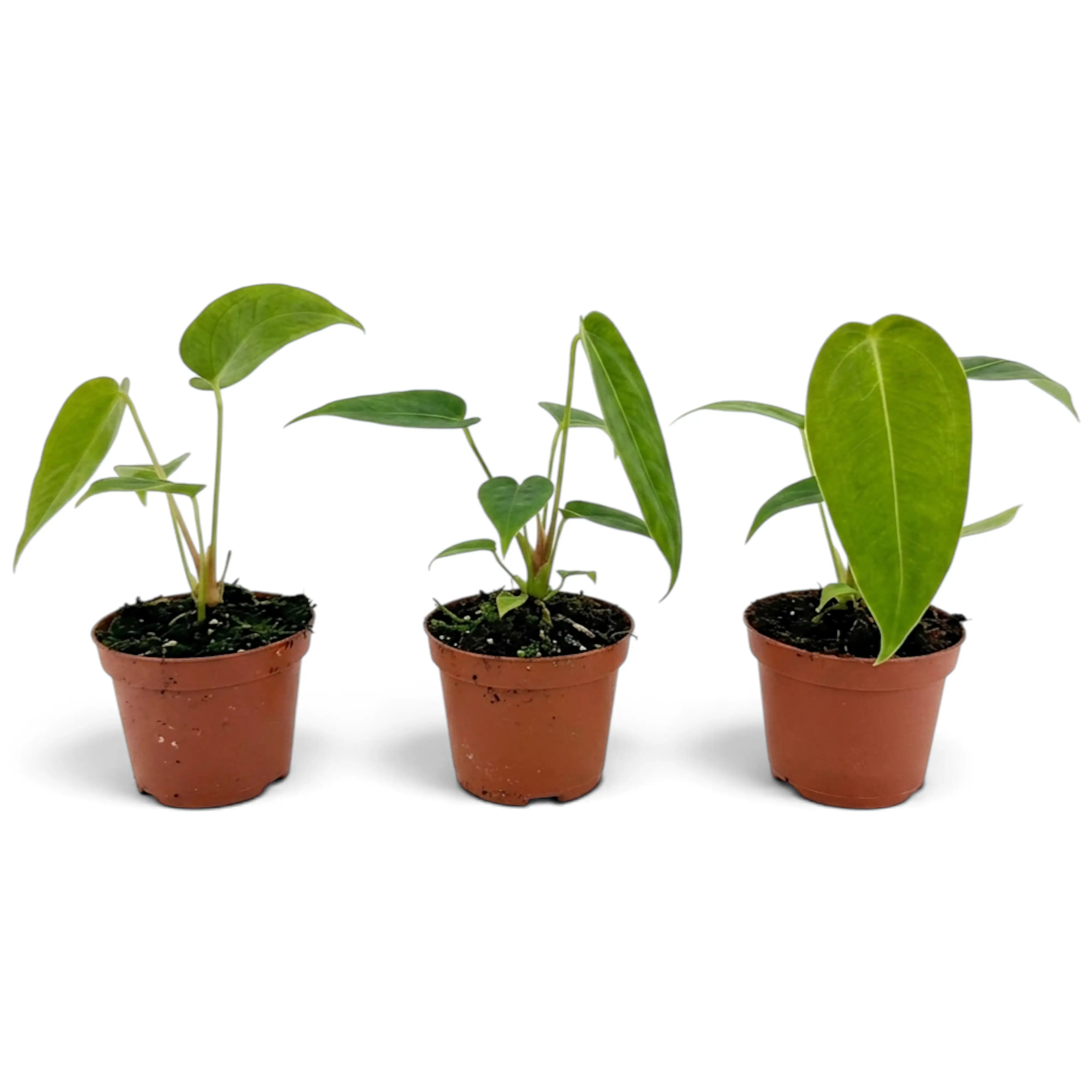 Line-up of three baby Anthurium peltigerum plants