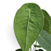 Close-up of broad Anthurium peltigerum leaves with fine net-like veins