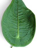 Overhead close-up of a rounded Anthurium peltigerum leaf