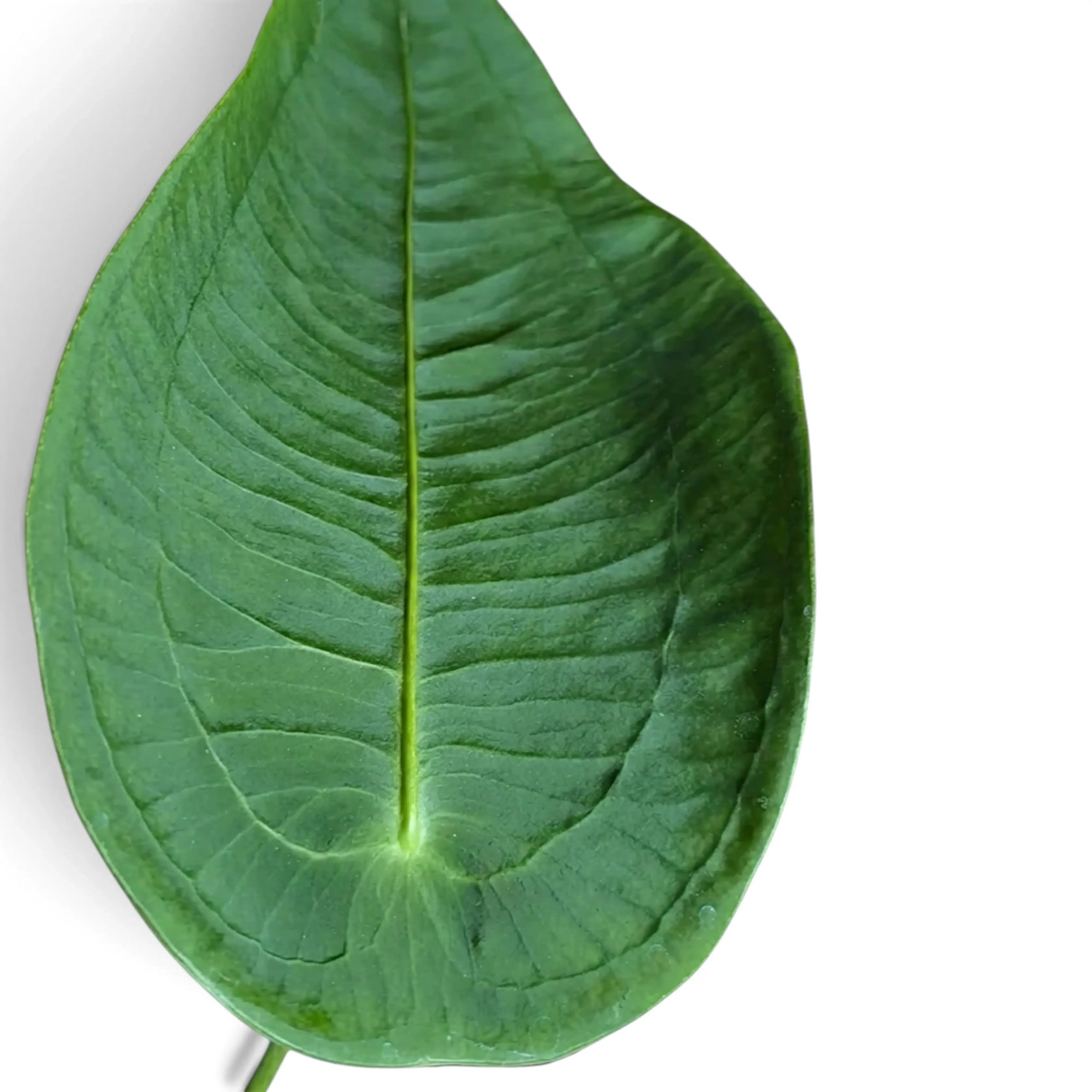 Overhead close-up of a rounded Anthurium peltigerum leaf