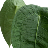 Overlapping Anthurium peltigerum leaves showing their textured green surface