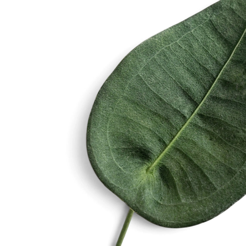 Close-up of the matte green surface of an Anthurium peltigerum leaf
