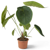 Large Anthurium peltigerum with broad oval leaves in a terracotta pot