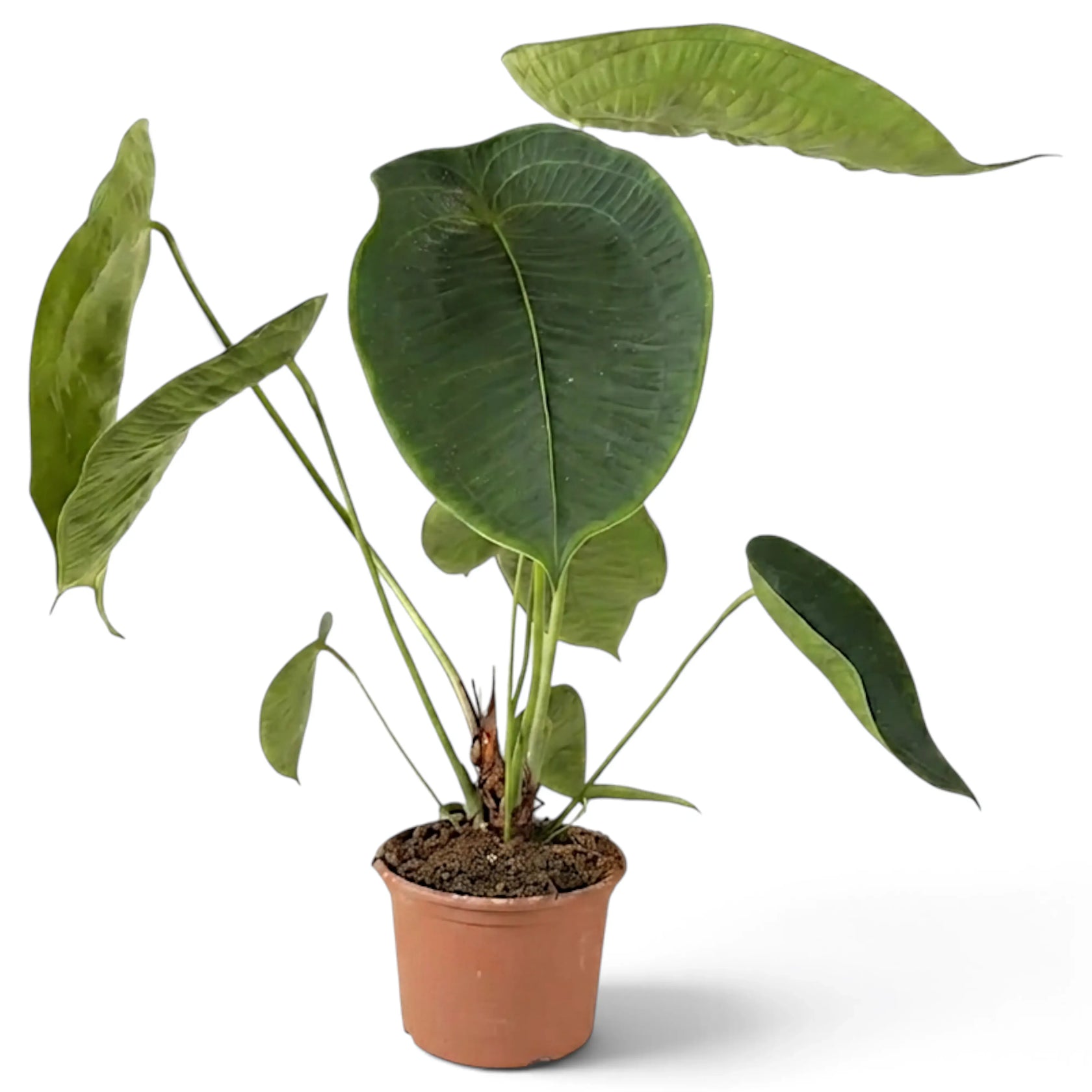 Large Anthurium peltigerum with broad oval leaves in a terracotta pot