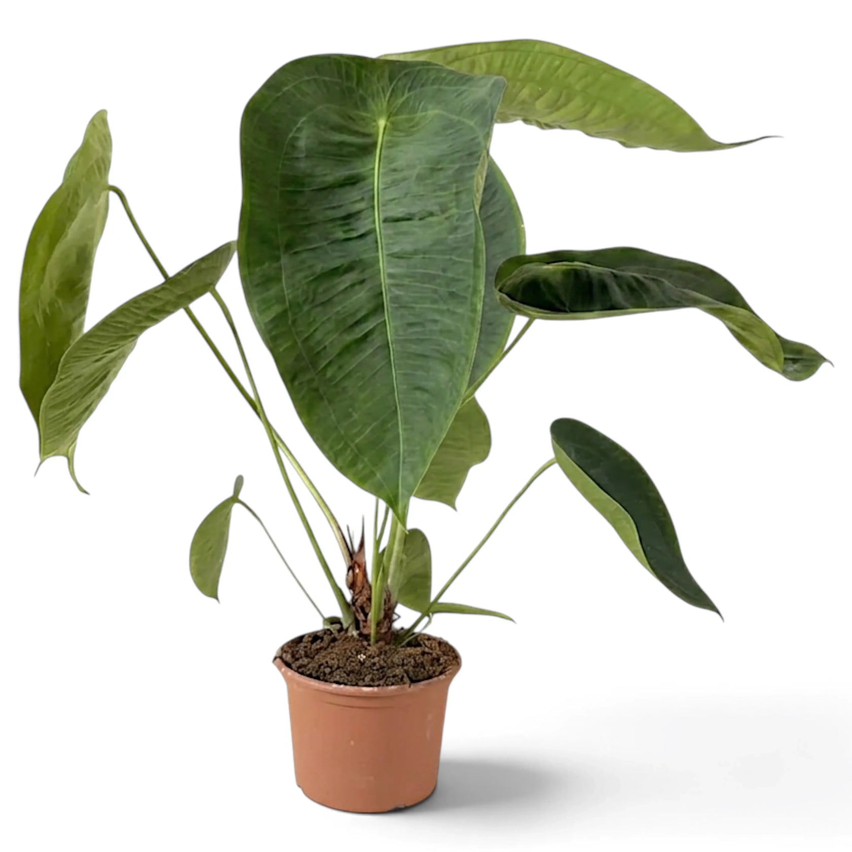 Side view of large Anthurium peltigerum with tall upright foliage