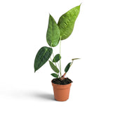 Upright medium Anthurium peltigerum with elongated green leaves