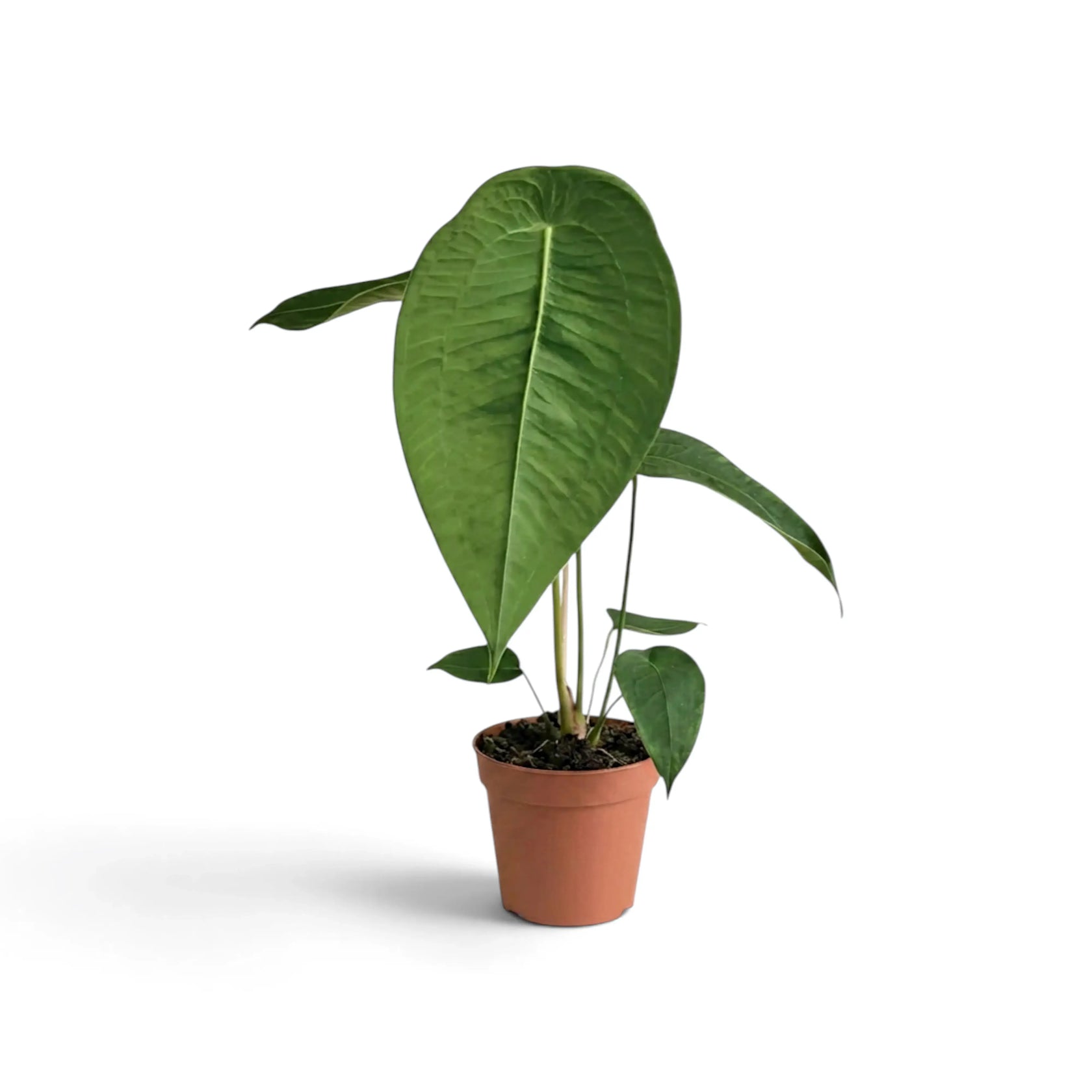 Medium Anthurium peltigerum with broad textured leaves in a terracotta pot