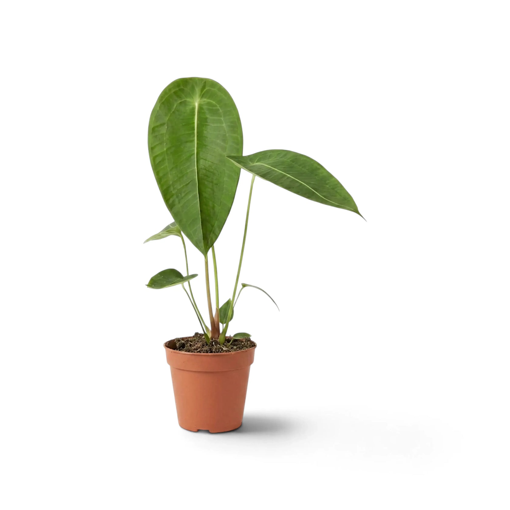 Side view of medium Anthurium peltigerum with upright oval leaves