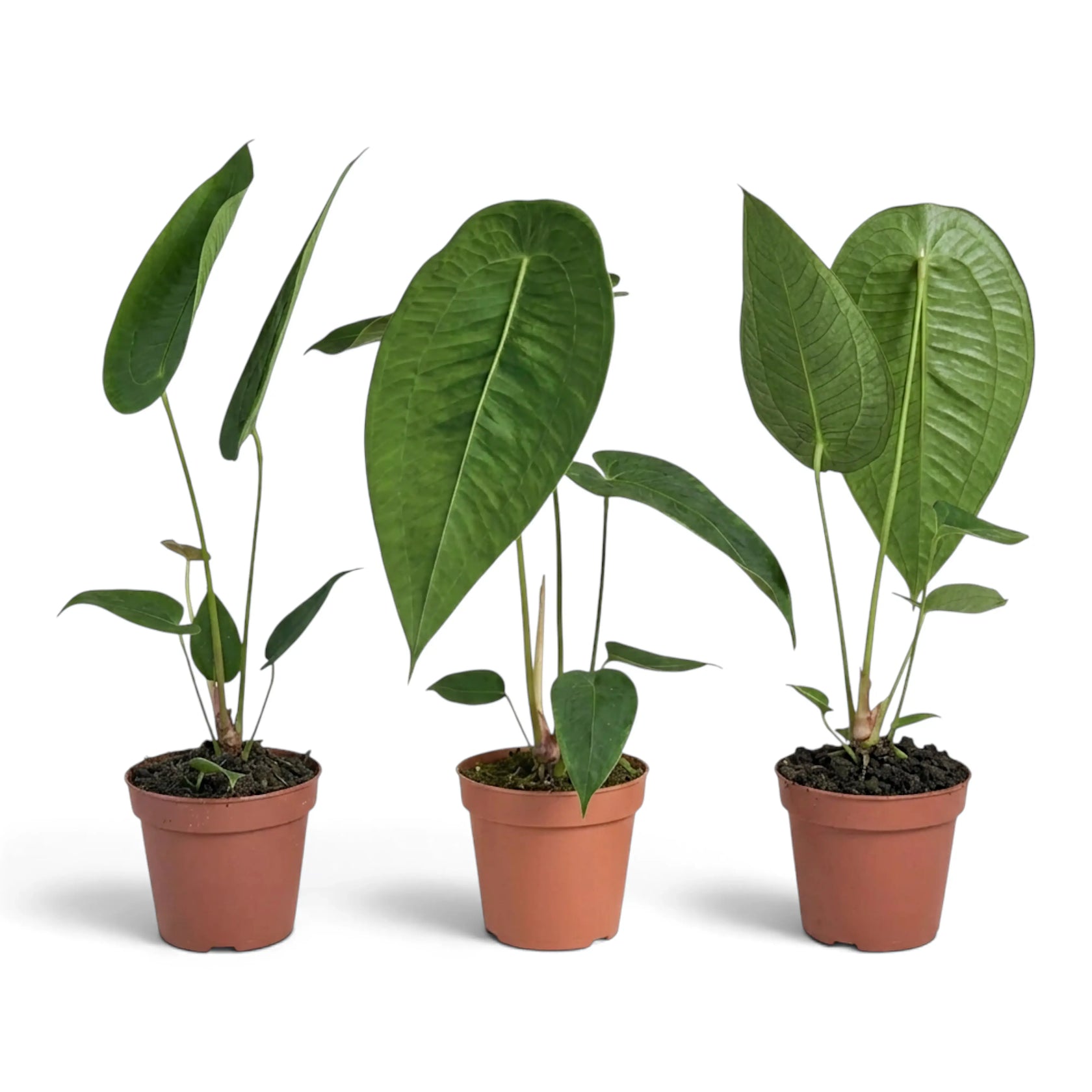 Three medium Anthurium peltigerum plants in terracotta nursery pots