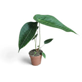 Medium Anthurium peltigerum with one long horizontal leaf, side view