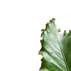 anthurium plowmanii care Anthurium plowmanii – Ruffled Bird's Nest Anthurium