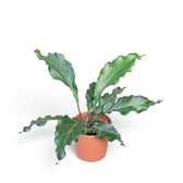Anthurium plowmanii potted plant in nursery pot on white background.