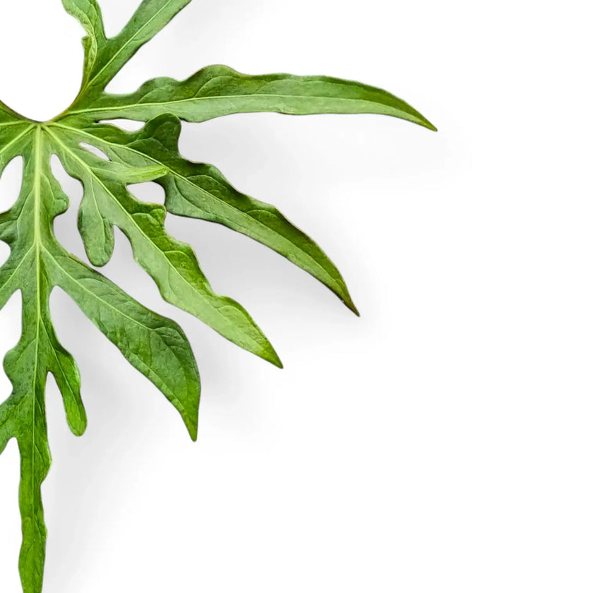 Anthurium podophyllum – Blattdetail vor weißem Hintergrund..