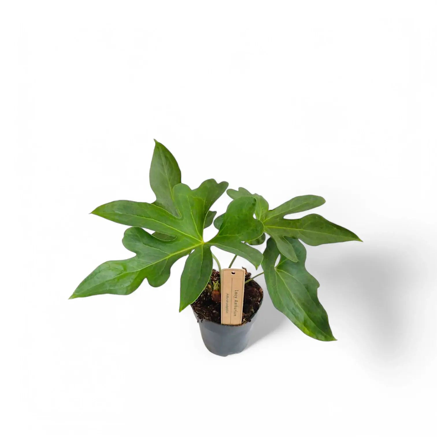 Anthurium podophyllum potted plant in nursery pot on white background.