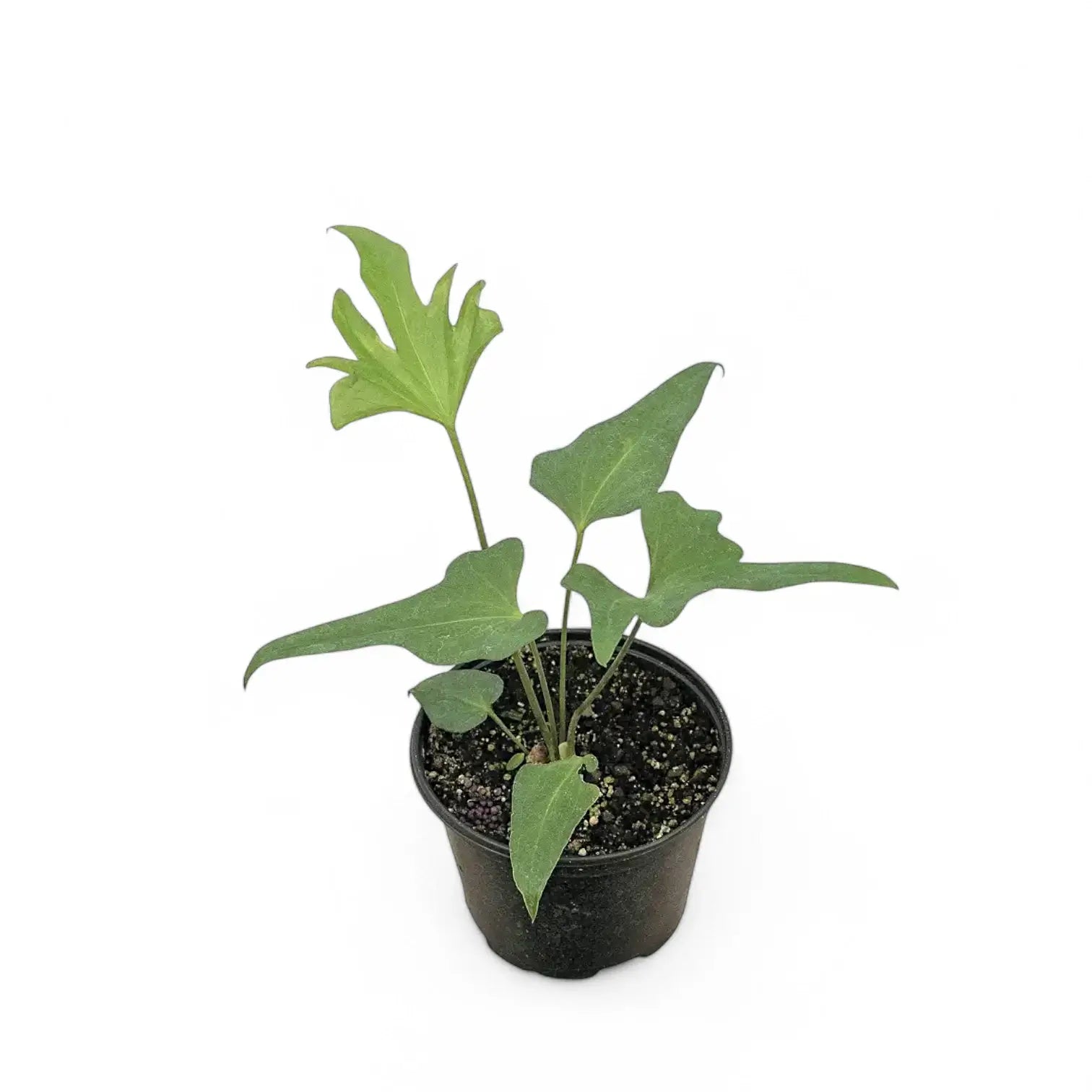 Anthurium podophyllum potted plant in nursery pot on white background.