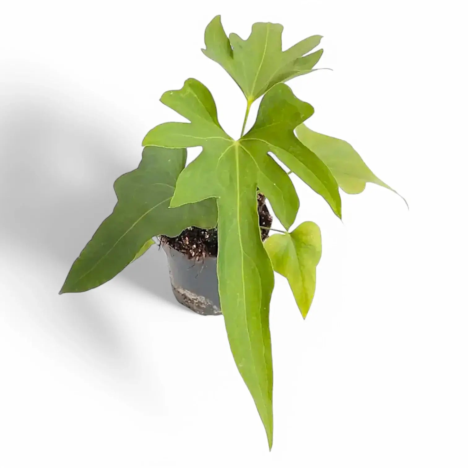 Anthurium podophyllum potted plant in nursery pot on white background.