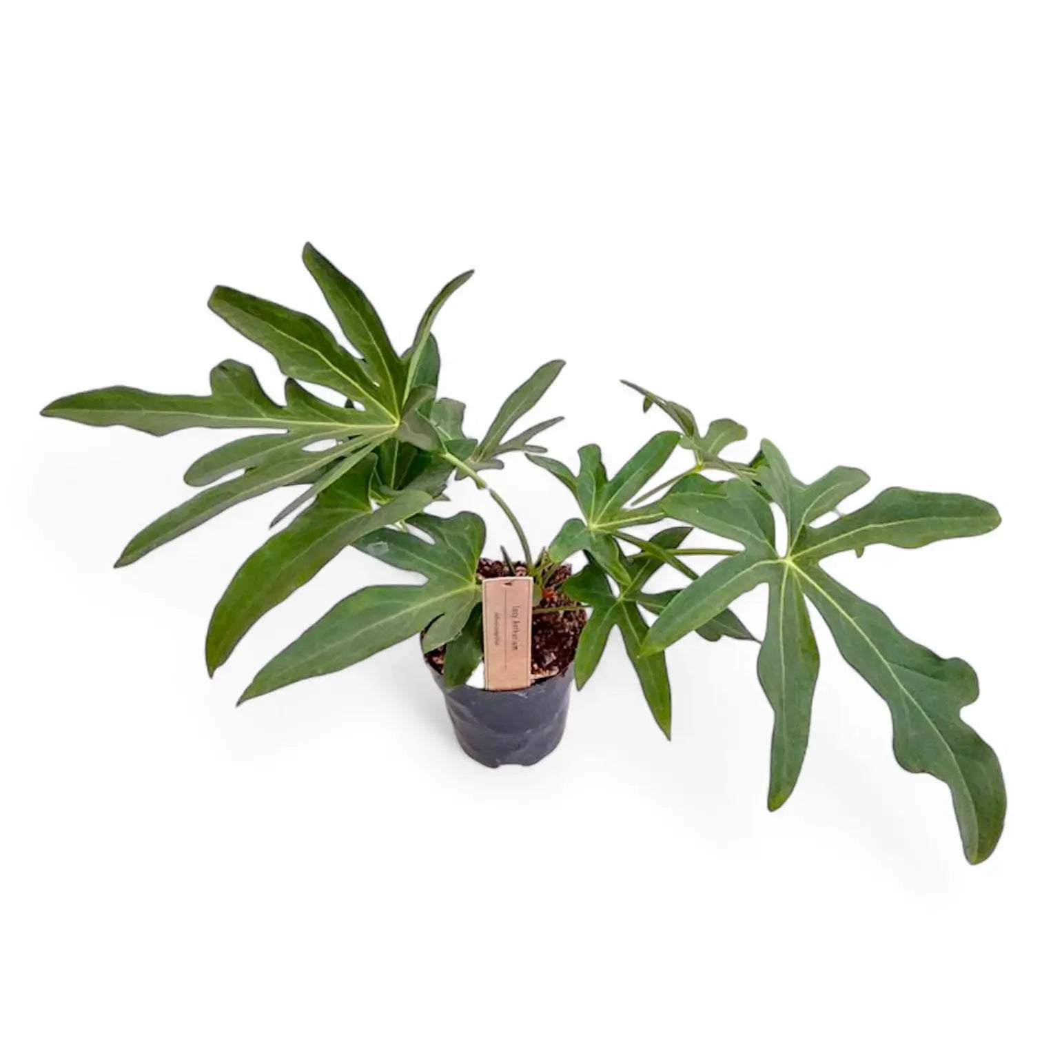 Anthurium podophyllum potted plant in nursery pot on white background.