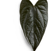 queen of hearts anthurium Anthurium 'Queen of Hearts'