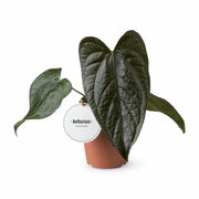 Anthurium 'Queen of hearts' – Topfpflanze im Kulturtopf vor weißem Hintergrund, Produktfoto 3.