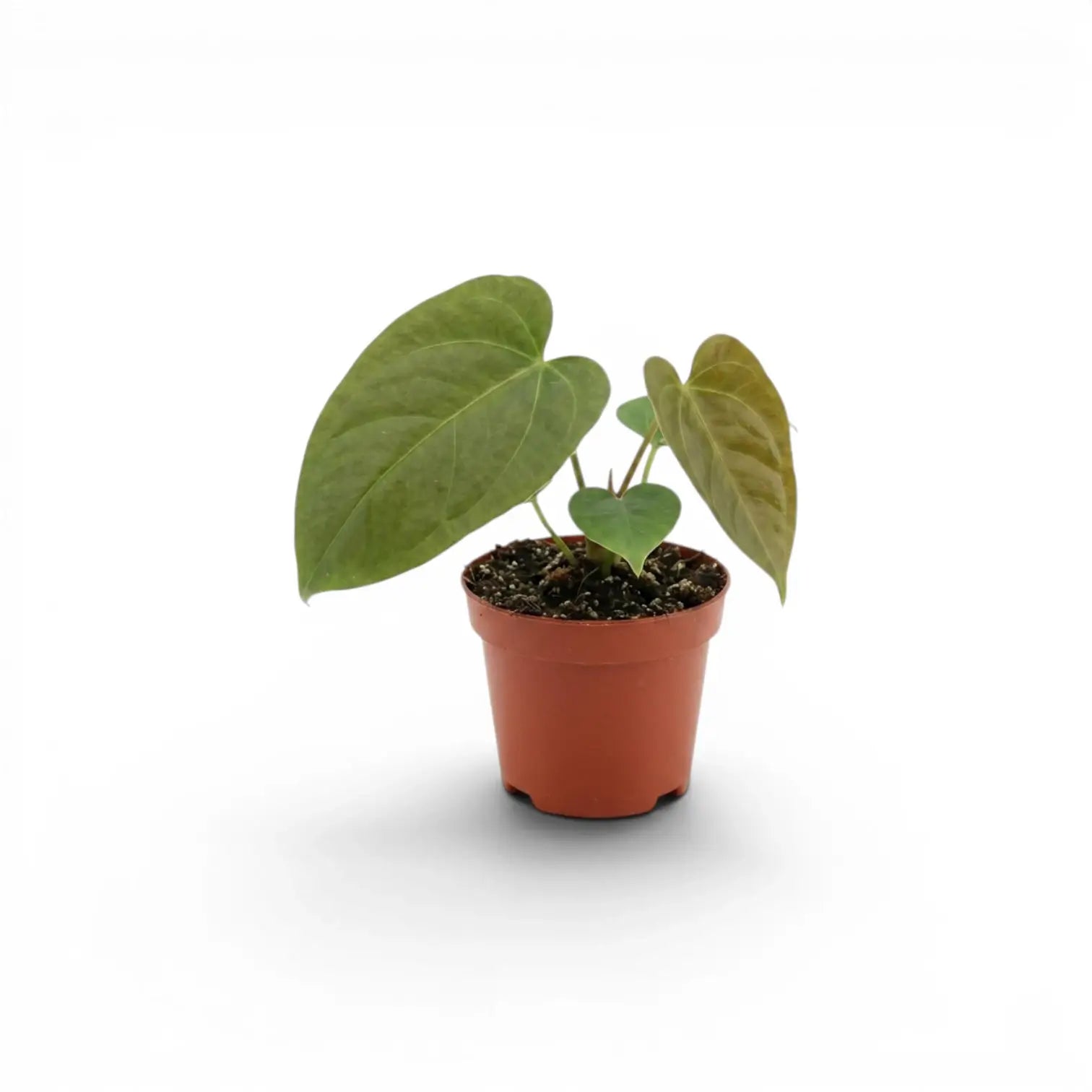 Anthurium 'Queen of Hearts' baby plant in a nursery pot.
