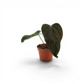 Anthurium 'Queen of Hearts' baby plant in a nursery pot.