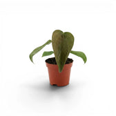 Anthurium 'Queen of Hearts' baby plant in a nursery pot.