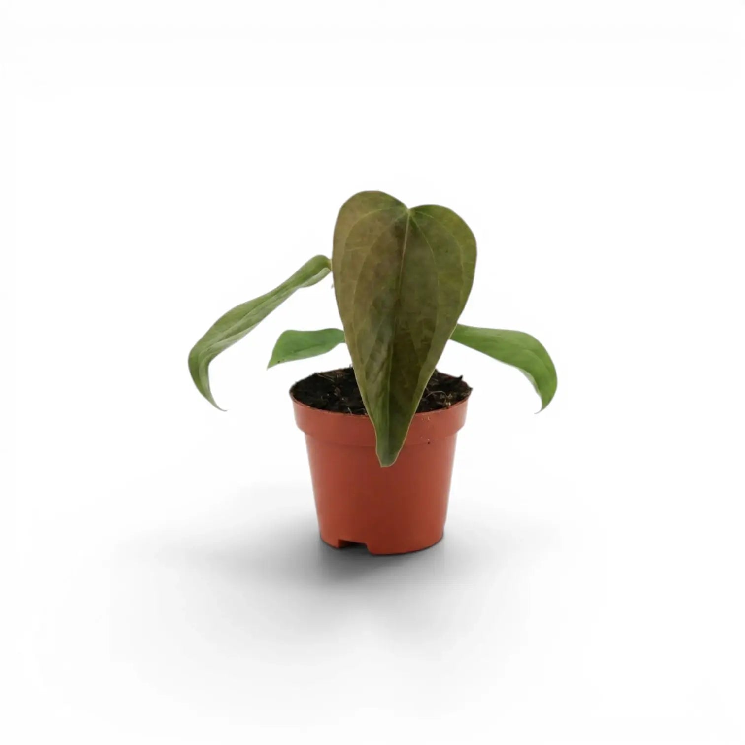 Anthurium 'Queen of Hearts' baby plant in a nursery pot.
