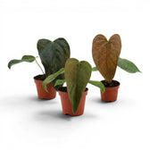 Anthurium 'Queen of Hearts' baby plant in a nursery pot.