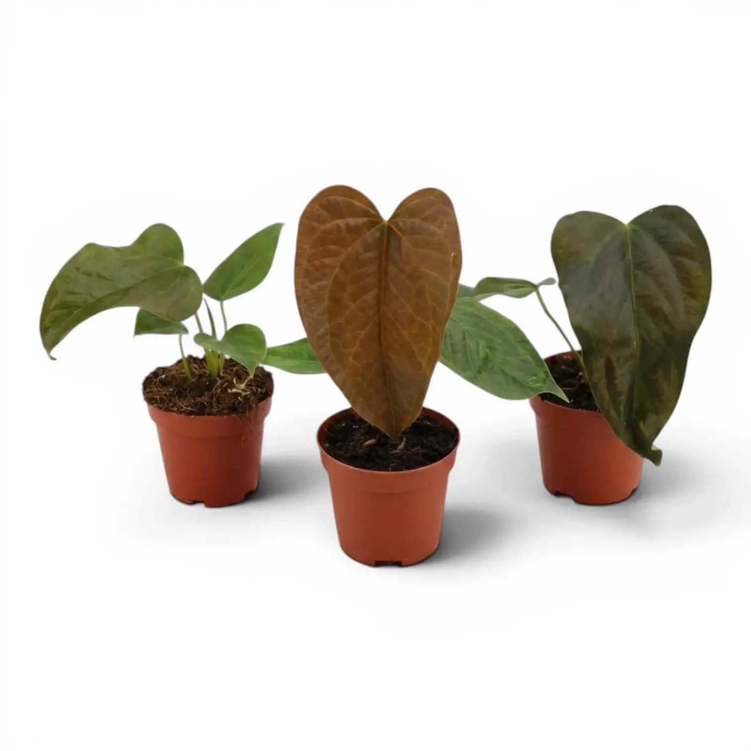 Anthurium 'Queen of Hearts' baby plant in a nursery pot.