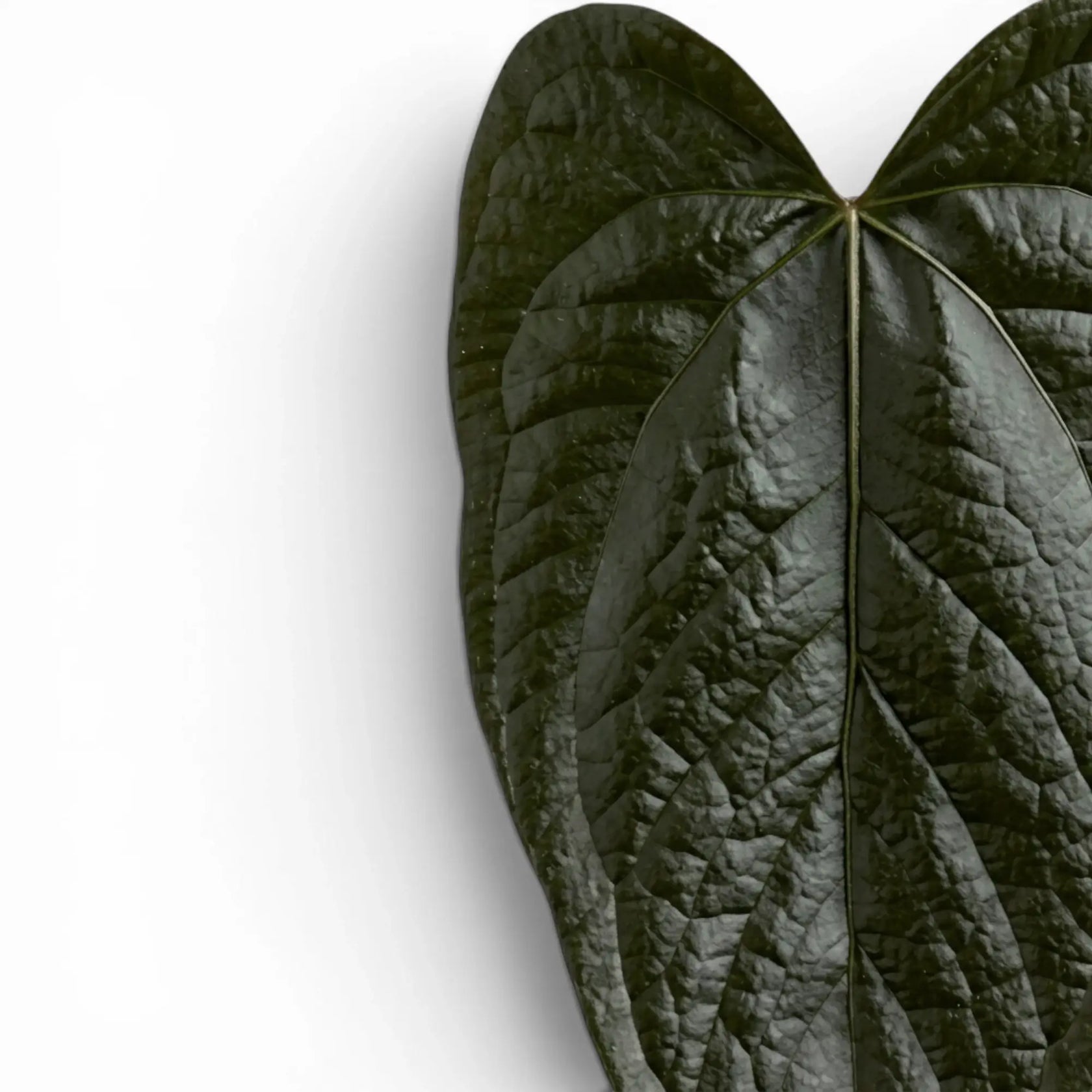 Close-up of Anthurium 'Queen of Hearts' leaves.