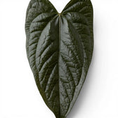 Close-up of Anthurium 'Queen of Hearts' leaves.