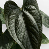 Close-up of Anthurium 'Queen of Hearts' leaves.