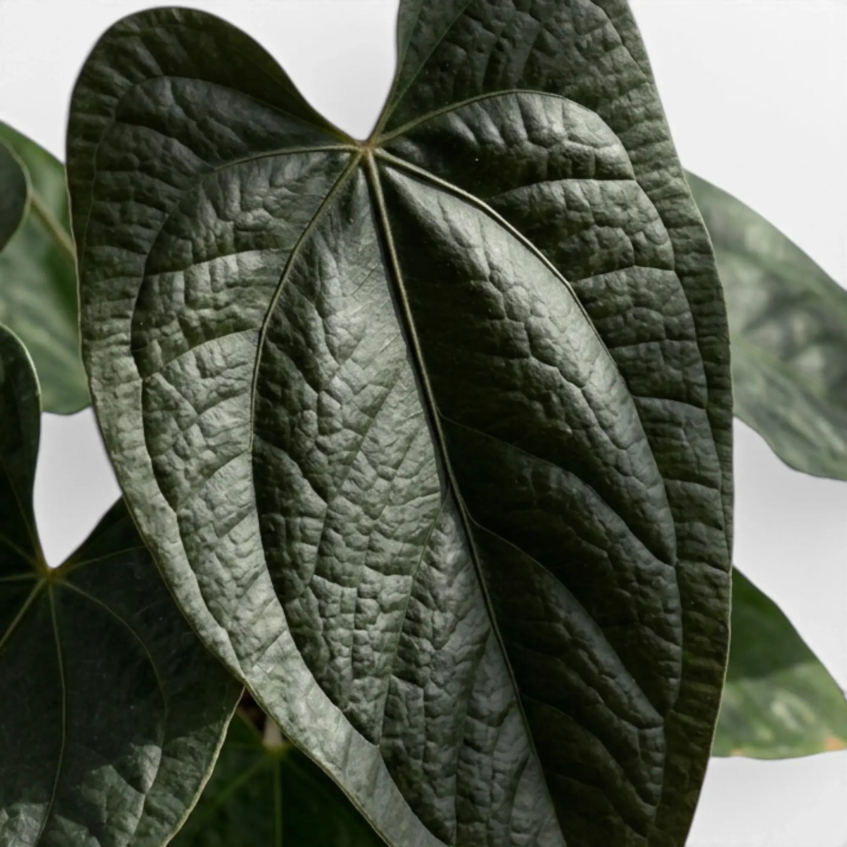 Close-up of Anthurium 'Queen of Hearts' leaves.